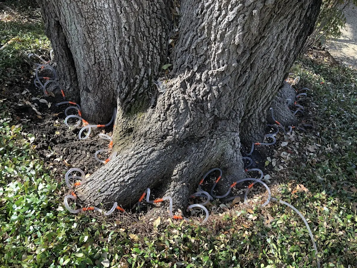 Detailed Tree Cabling and Bracing job site in Rolling Fork