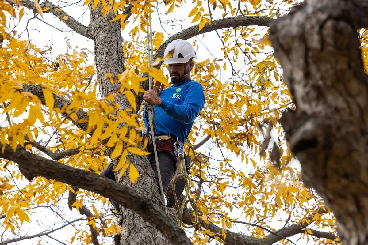 Skilled Tree Trimming crew working in Rolling Fork